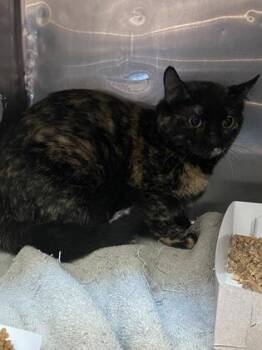 Domestic Short Hair Cats Available for Adoption - 60168185 | PetCurious