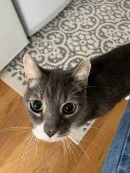 Rescue Domestic Short Hair Cats for Adoption in New York, New York - Mandarin | PetCurious