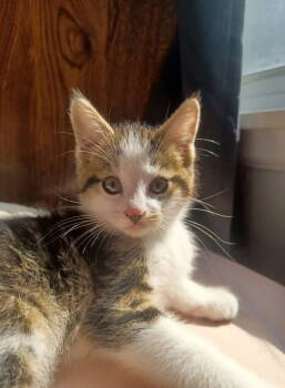 Rescue Tabby and Domestic Short Hair Cats for Adoption in Skyline, Minnesota - Lilo | PetCurious