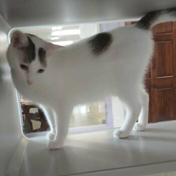 Speckles -  Domestic Short Hair Cat for Adoption - Speckles | PetCurious