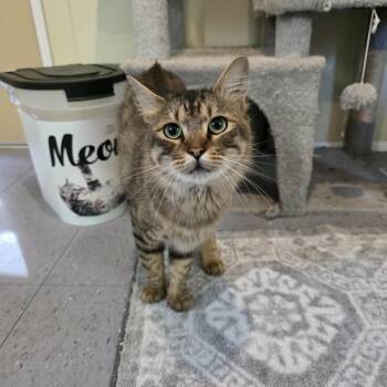 Domestic Medium Hair Cats Available for Adoption - Everest | PetCurious