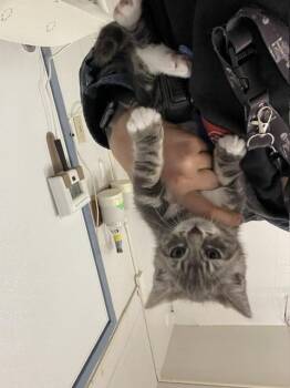 BENNY -  Domestic Short Hair Cat for Adoption in Hayward, California - BENNY | PetCurious