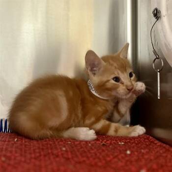 YOSHI -  Domestic Short Hair Cat for Adoption in Riverside, California - YOSHI | PetCurious