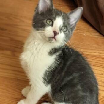 Care Bear -  Domestic Short Hair Cat for Adoption in Wheaton, Illinois - Care Bear | PetCurious
