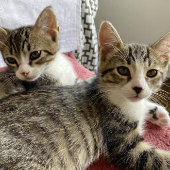 CLARENCE -  Domestic Short Hair Cat for Adoption in Richmond, California - CLARENCE | PetCurious