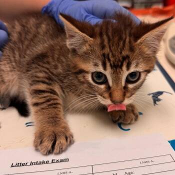 Wood -  Domestic Short Hair Cat for Adoption in Lynchburg, Virginia - Wood | PetCurious