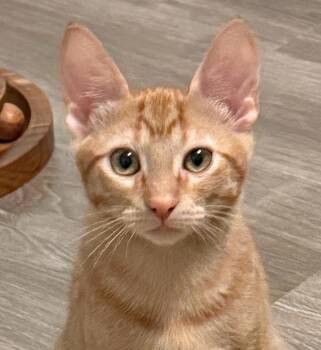 Guido -  Domestic Short Hair Cat for Adoption in Fort Worth, Texas - Guido | PetCurious