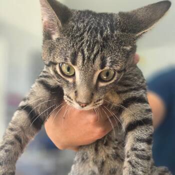Hershey -  Domestic Short Hair Cat for Adoption in Chapel Hill, North Carolina - Hershey | PetCurious