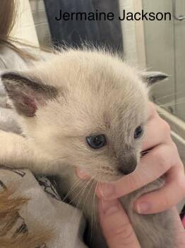 Jermaine Jackson -  Domestic Short Hair and Siamese Cat Available for Adoption in Milton, Georgia - Jermaine Jackson | PetCurious