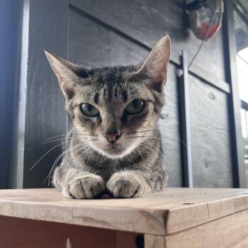 Alani -  American Shorthair Cat for Adoption in Freeport, Florida - Alani | PetCurious