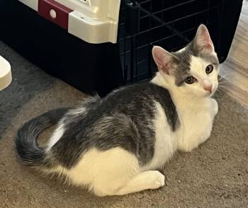 Ghost -  Domestic Short Hair Cat for Adoption in Greenwood, Indiana - Ghost | PetCurious
