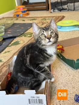 Dill (siblings are Basil Fennel, Rosemary & Sage) -  Tabby Cat for Adoption in Brighton, Michigan - Dill (siblings Are Basil Fennel, Rosemary & Sage) | PetCurious