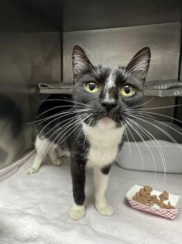Domestic Short Hair Cats Available for Adoption in Pomona, New York - Betty Boop | PetCurious