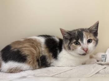 Domestic Short Hair Cats Available for Adoption - Wren | PetCurious