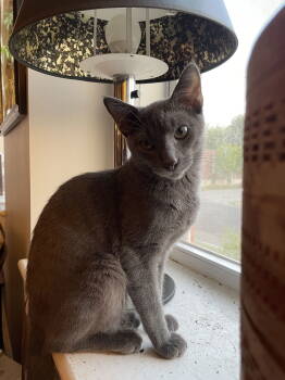 Rescue American Shorthair Cats for Adoption - Lil Blue | PetCurious