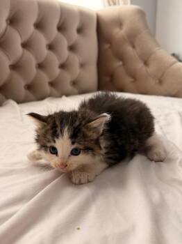 Domestic Medium Hair Cats Available for Adoption in Newnan, Georgia - *Hurricane | PetCurious