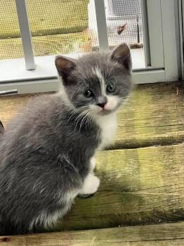 Carnitas -  Domestic Short Hair Cat for Adoption in Toronto, Ontario - Carnitas | PetCurious