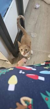 Rescue Domestic Short Hair Cats for Adoption in Callao, Virginia - Willow | PetCurious