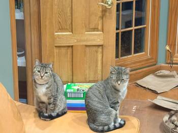 Rescue Domestic Short Hair Cats for Adoption - Sammy & Makenna - Bonded Sisters | PetCurious