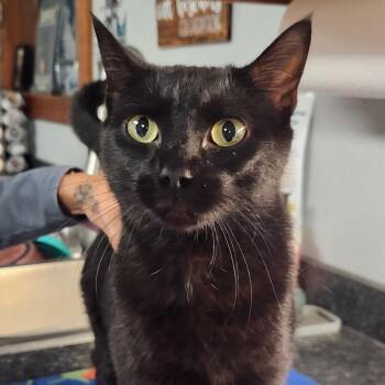Hershey -  Domestic Short Hair Cat for Adoption in Brighton, Missouri - Hershey | PetCurious