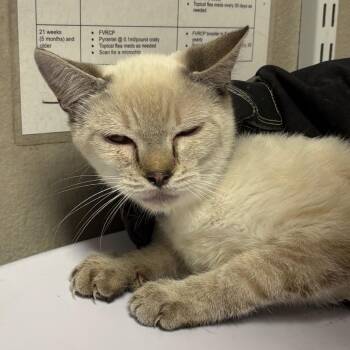 Grillo -  Domestic Short Hair Cat for Adoption in Yuma, Arizona - Grillo | PetCurious
