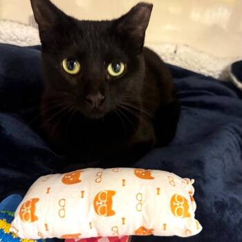 Miss Midnight -  Domestic Short Hair Cat for Adoption in Wheeling, Illinois - Miss Midnight | PetCurious