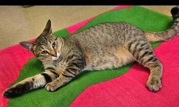 BART -  Domestic Short Hair Cat for Adoption in Decatur, Illinois - BART | PetCurious