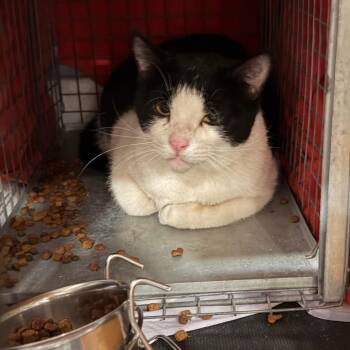 Jonie -  Domestic Short Hair Cat for Adoption - Jonie | PetCurious