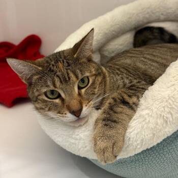 Domestic Short Hair Cats Available for Adoption - Rummy | PetCurious