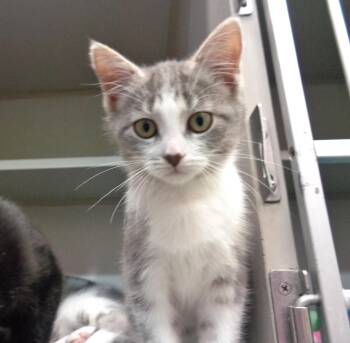 TUMBLEWEED -  Tabby Cat for Adoption in Delhi, New York - TUMBLEWEED | PetCurious