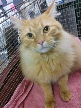 Domestic Long Hair Cats Available for Adoption in Kalamazoo, Michigan - WILSON | PetCurious