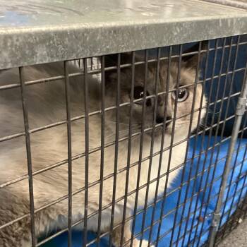 Siamese Cats Available for Adoption in Montgomery, Alabama - Cotton Candy | PetCurious