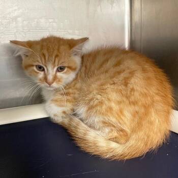 Hunter -  Domestic Short Hair Cat for Adoption in Roanoke, Virginia - Hunter | PetCurious