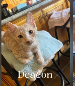 Deacon -  Domestic Medium Hair Cat for Adoption - Deacon | PetCurious