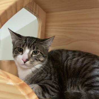 William -  Domestic Short Hair Cat for Adoption in Saint Charles, Missouri - William | PetCurious