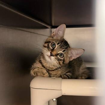 Jean Paul Gautier -  Domestic Short Hair Cat for Adoption in Carencro, Louisiana - Jean Paul Gautier | PetCurious