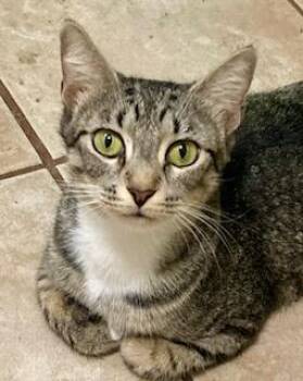 Domestic Short Hair Cats Available for Adoption in Tallahassee, Florida - MISS KITTY | PetCurious