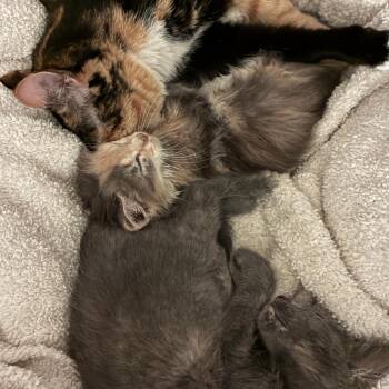 Birdperson -  Domestic Long Hair Cat for Adoption in Costa Mesa, California - Birdperson | PetCurious