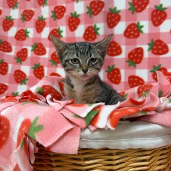 Melody -  Domestic Short Hair Cat for Adoption in Riverwoods, Illinois - Melody | PetCurious