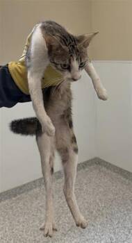 MARIGOLD -  Domestic Short Hair Cat for Adoption in San Antonio, Texas - MARIGOLD | PetCurious