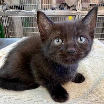 Pico -  Domestic Short Hair Cat for Adoption in West Chester, Pennsylvania - Pico | PetCurious