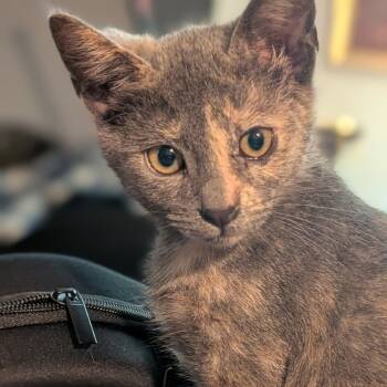 Rescue Domestic Short Hair Cats for Adoption in Brea, California - Vanellope | PetCurious