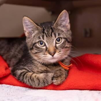 Gluttony -  Domestic Short Hair Cat for Adoption in Mentor, Ohio - Gluttony | PetCurious