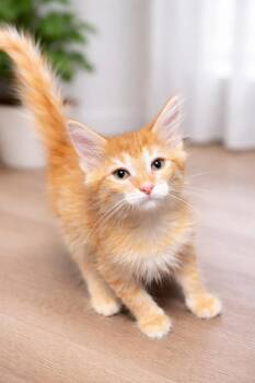 Tabby Cats Available for Adoption - Caesar  | PetCurious