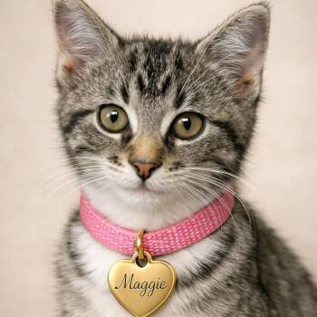 Maggie -  Domestic Short Hair Cat for Adoption in Hannibal, Missouri - Maggie | PetCurious