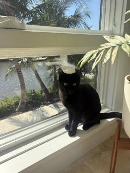 Midnight -  Domestic Short Hair Cat Available for Adoption in Fort Myers, Florida - Midnight | PetCurious