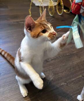 David - Athens GA -  Domestic Medium Hair Cat for Adoption in Greensboro, Georgia - David - Athens GA | PetCurious