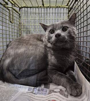 A821127 -  Domestic Short Hair Cat for Adoption in San Antonio, Texas - A821127 | PetCurious