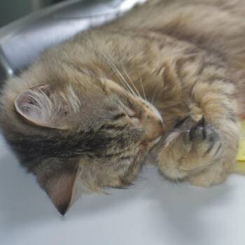 Domestic Medium Hair Cats Available for Adoption in Gainesville, Florida - Loves | PetCurious