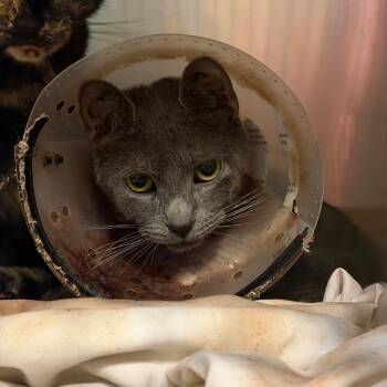 Violet -  Domestic Short Hair Cat for Adoption in Chattanooga, Tennessee - Violet | PetCurious